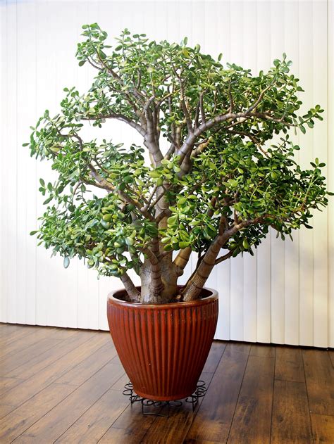 are jade plants good for air quality
